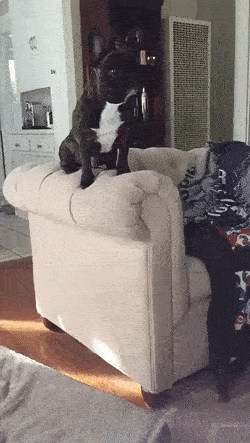 8. They make decisions that we cannot fathom.