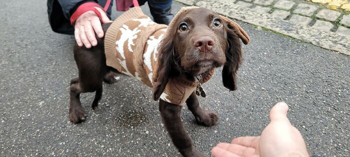 17. 4 Month Old Izzy, Cocker Spaniel. Fashionable Sweater