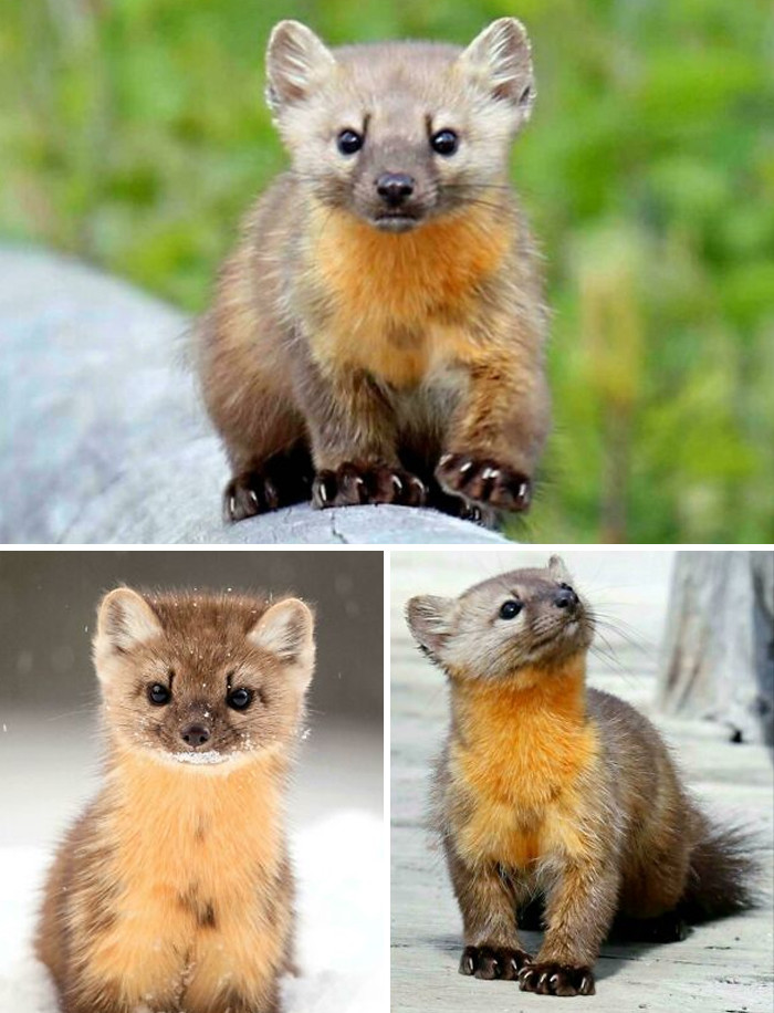 The Pacific marten, a member of the weasel family, has a unique trait where implantation is delayed after breeding.