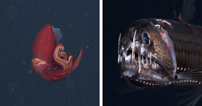 Deep Sea World That Feels Almost Alien