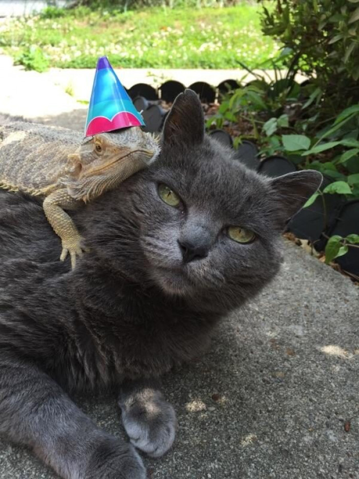 Fat Eli & Ron The Dragon