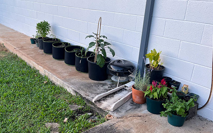 16. property owner has expressed concern about the number of plants we have and is requesting us to reduce their number. This outdoor space is our sole private yard, and I am primarily cultivating vegetables in it.