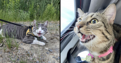 15 Photos You Can Actually Hear: Overdramatic Cats Taking It To The Extreme