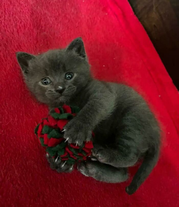 16. "Just found these weapons on a rescue page near me."