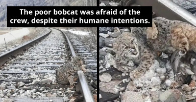 Railroad Crew Saves Bobcat Stuck to Frozen Tracks, Just Moments Before Train Runs Through