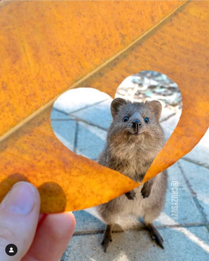 Ready to steal your heart with that cute face