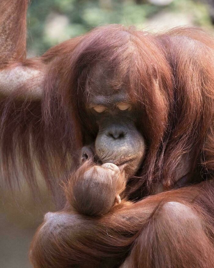 Orangutans rank just behind humans in how long their young rely on parental care, with infants remaining closely dependent on their mothers for an impressive eight to twelve years.