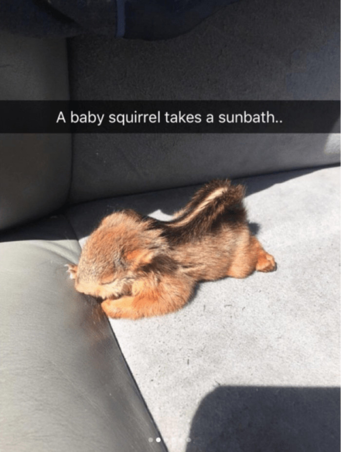 1. "A baby squirrel takes a sunbath."