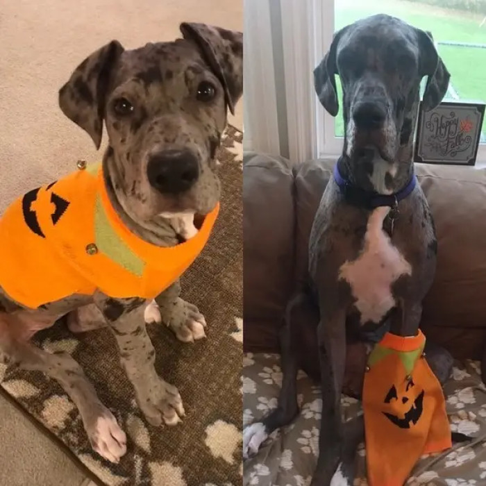 14. Josie at three months. She's grown this big now at 15 months.