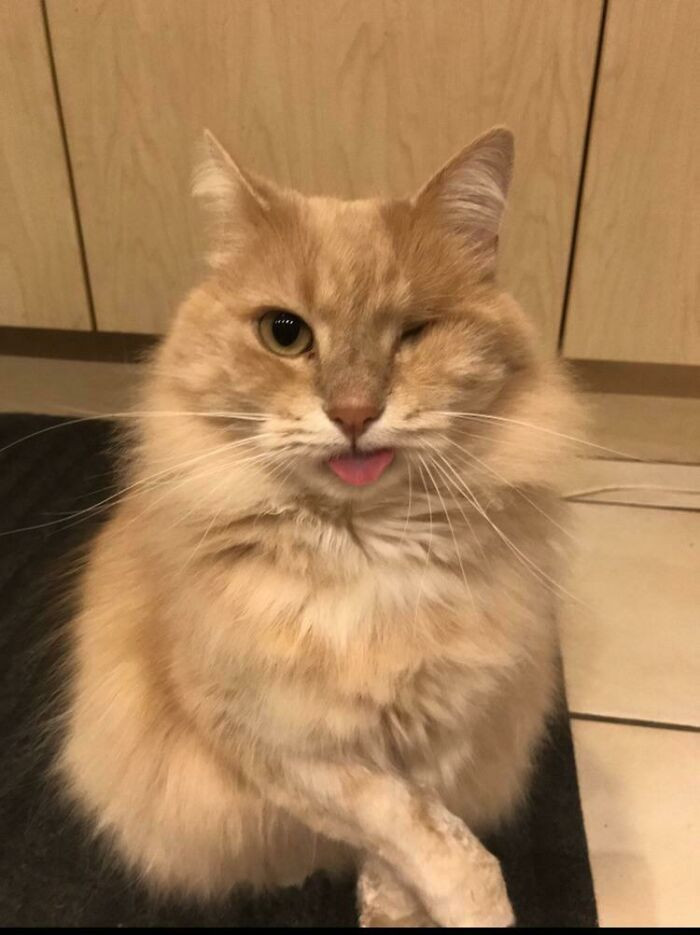 "One-Eyed Blep"