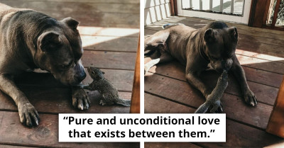 Maternal Pit Bull Warmly Embraces An Orphaned Squirrel, Who Sees Her As Its Mom
