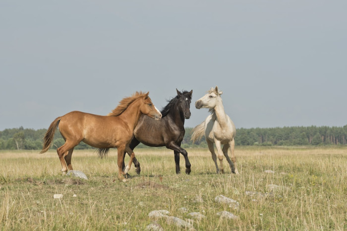 Horses cool down with lather-rich sweat that spreads fast and turns into foam.