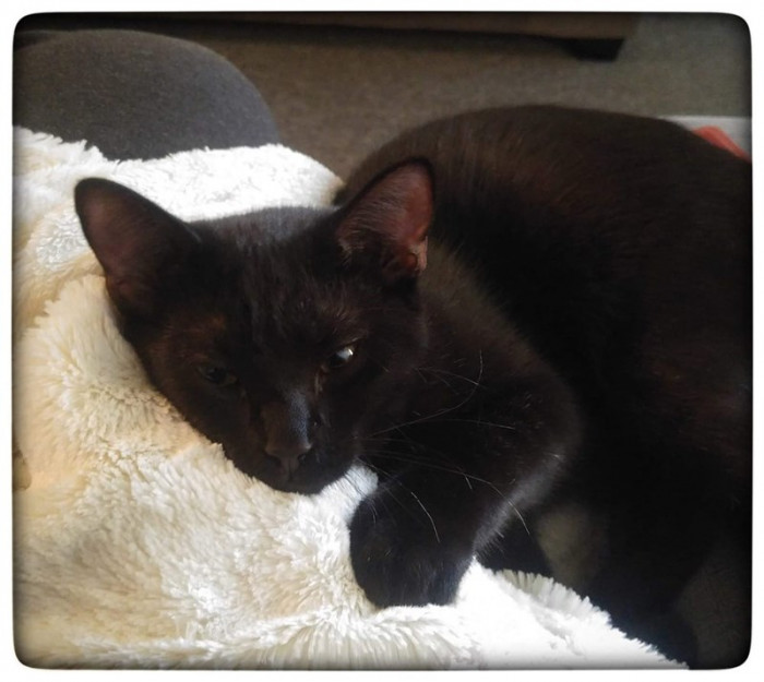 Cat cuddles with a human couple, thawing a frozen heart