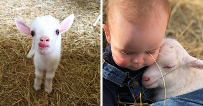 Here We Goat Again: 40+ Ridiculously Adorable Goats (And Puns)