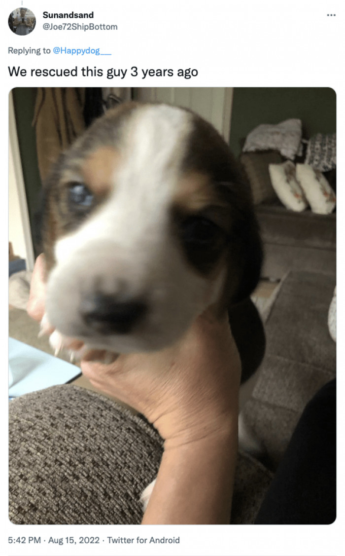 8. Okay, who wants to boop the snoot of this little cutie?