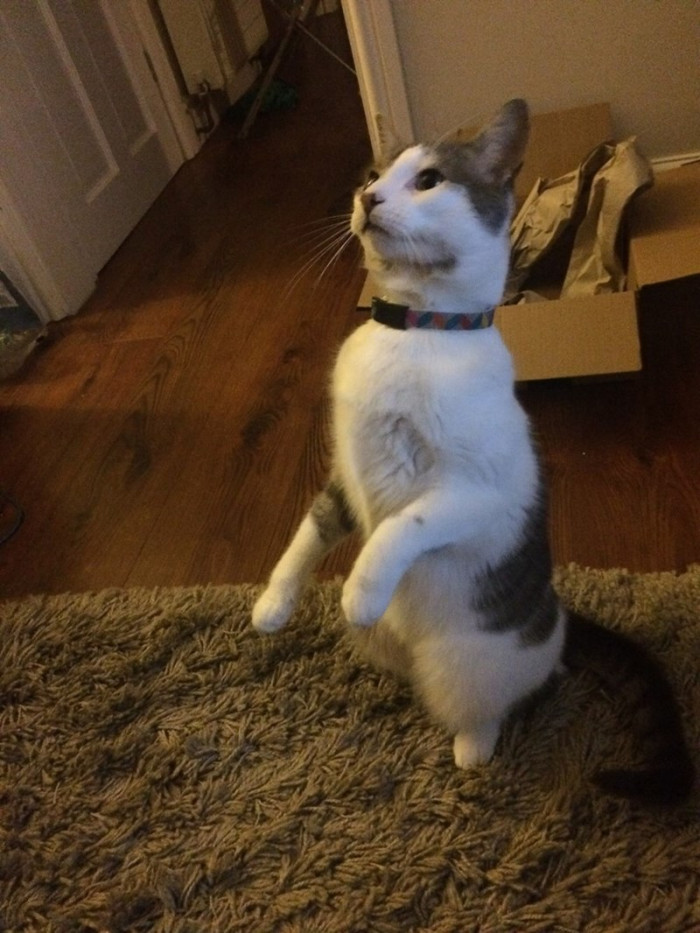 15. Can I get a treat, please?