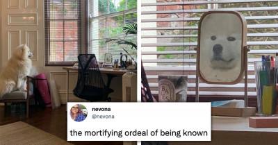 11 Social Media Posts Featuring Hilarious Dogs For People Who Need Some Sunshine Today