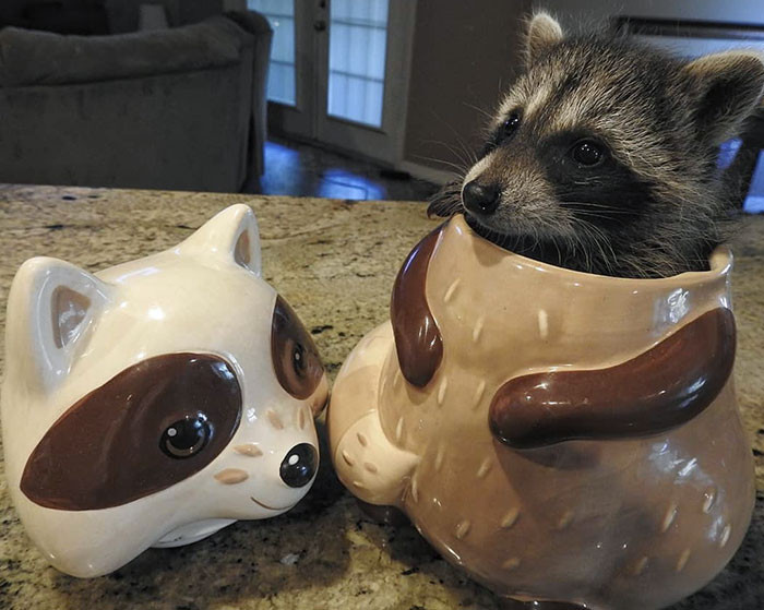 1. The Cookie Jar Bandit