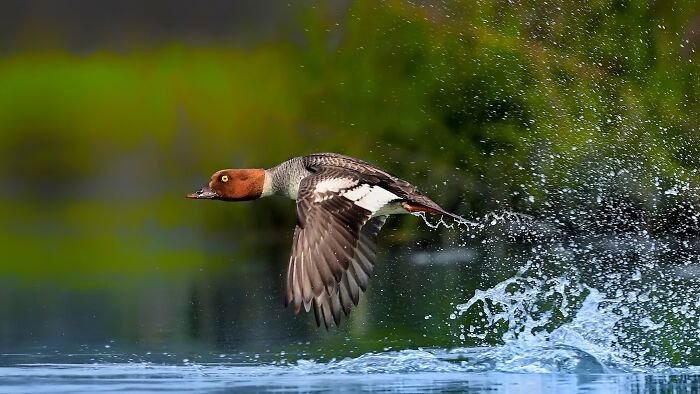 “Common Goldeneye”