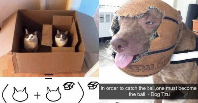 19 Cute & Funny Posts About Cats And Dogs To Honor All The Love They Are Giving Us