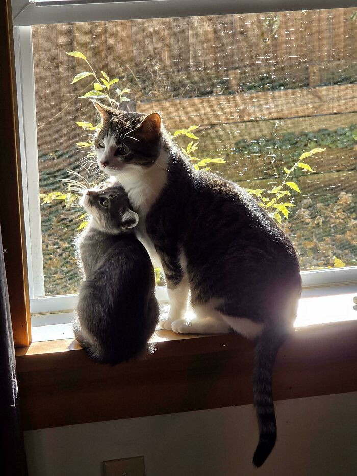21. The adult cat accepted this newly adopted kitty just fine. Soon they’ll be inseparable