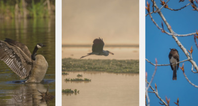 Why Do Birds Migrate? Food, Seasons, and Survival
