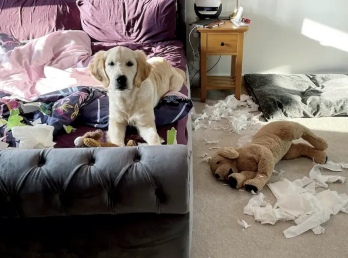 38-year-old Elayna Rattenbury from Worcester, UK realized who the culprit is, when she noticed a box of tissues tore down on the floor