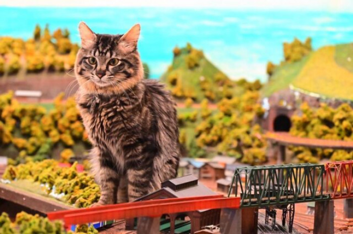 The customers love watching the kitties