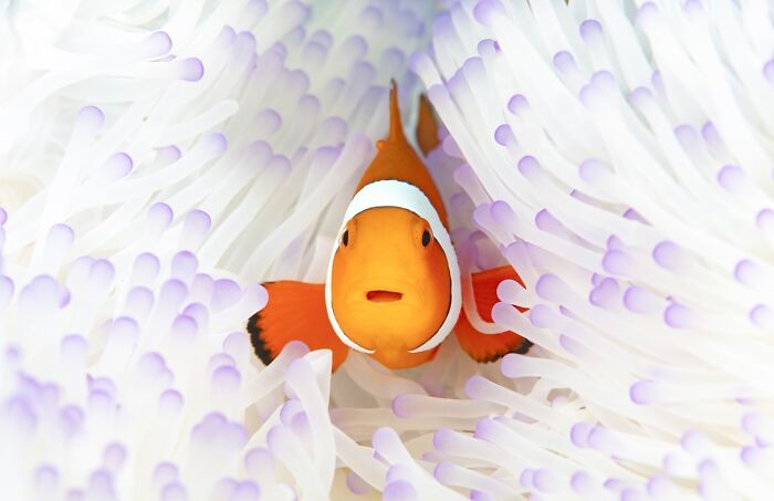 “White House” By Reiko Alice Takahashi