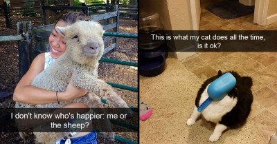 17 Hilarious Animal Snaps Full of Comedic and Aww-Inducing Value