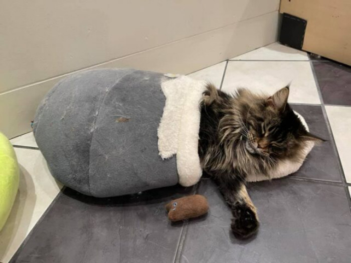 The cat cafes provide a full experience for visitors.