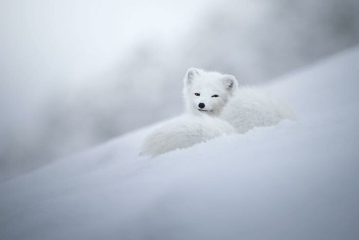“Divine Beauty Of An Arctic Fox” By Marcello Galleano