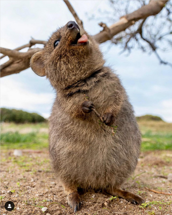 A Quokka that might be wishing for rain soon so it can have a little fun shower