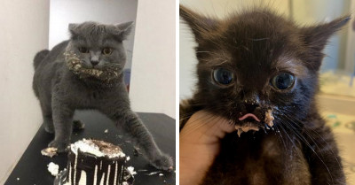 25 Funny Pictures Of Hungry Cats Making Absurd Messes While Chowing Down