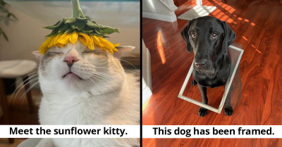 16 Animal-Related Memes That Are Just What You Need to Scrape That Stress Off