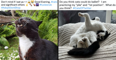 22 Tweets That Show How Weird And Goofy Pets Can Be, As Posted By Their Owners