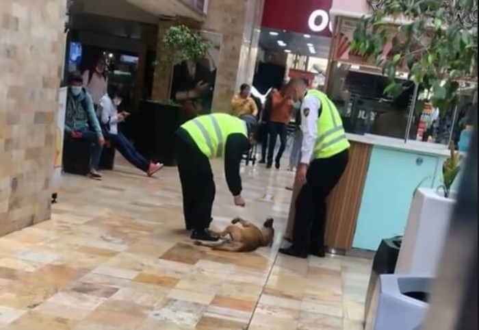 The pup happily explored the light and showrooms and was soon discovered by two mall security staff members.
