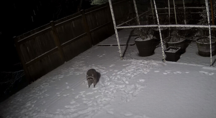 Animals love to play