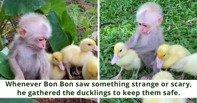 Adorable Baby Monkey Forges Endearing Bond With Ducklings