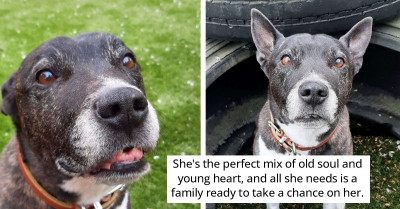 This Senior Dog Is Waiting For People Who Believe That Age Is Just A Number To Come Along And Give Her A Home