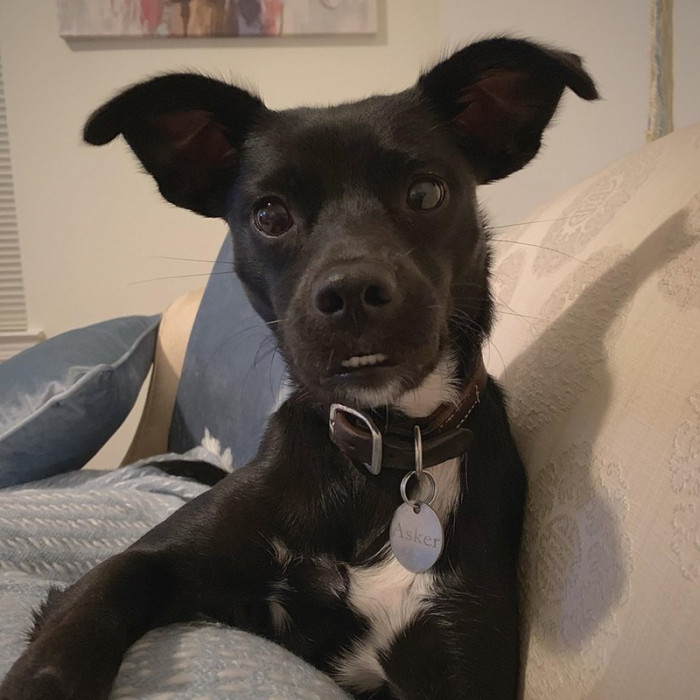 Here is the little Asker