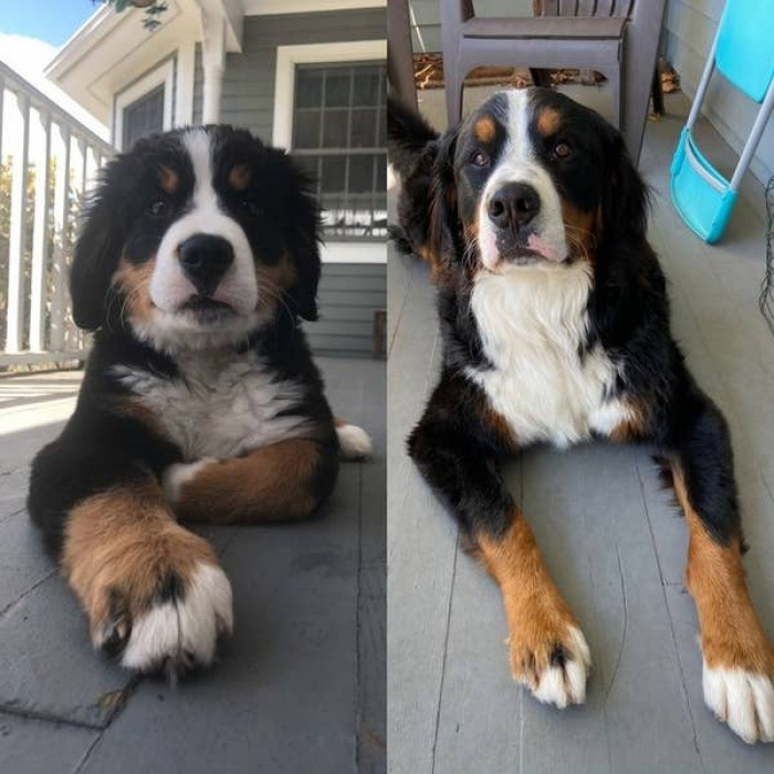 24. Beau used to weigh 15 pounds. Now that he's fully grown, he's at 100 pounds.