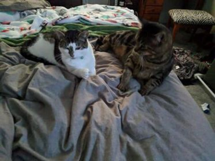 Now the two felines will get to carry on with their lives