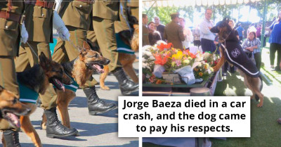 Moment When Police Dog Says An Emotional Last Goodbye To His Handler Captured On Video, And It Is Heartbreaking