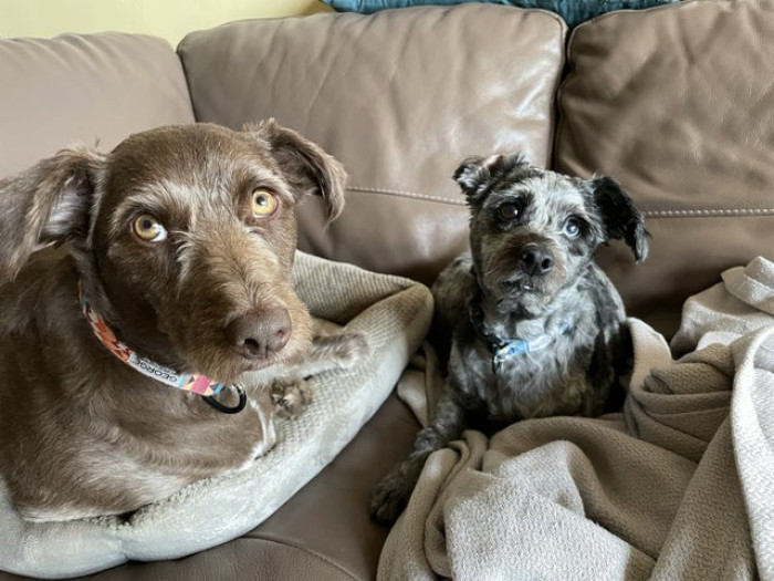 The Redditor was kind enough to pay as dog tax, which people greatly approved.