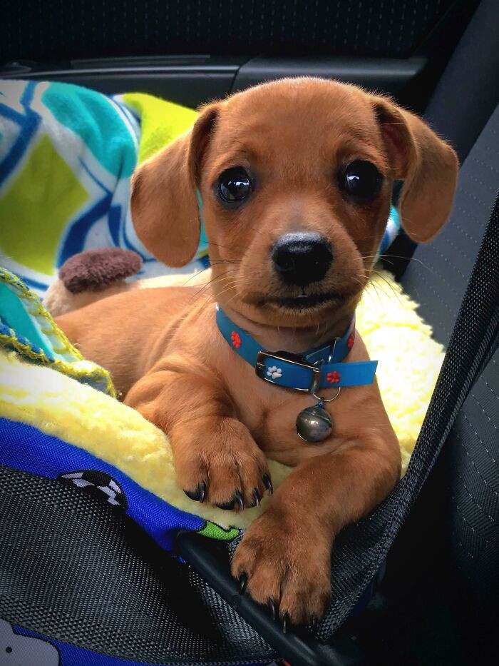 "My Dachshund Puppy Looks Like A Stuffed Dog"