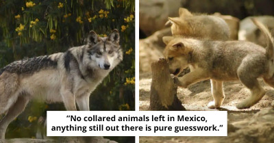 The Mexican Wolf’s Comeback - Hope, Struggle, And The Road Ahead