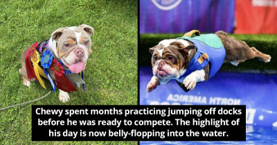 An Adorable Dog Turns His Dock-Diving Hobby Into An Illustrious Career