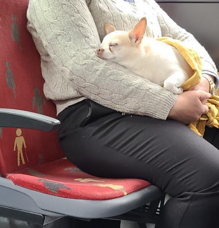 12. Lying on my hooman is the best thing ever