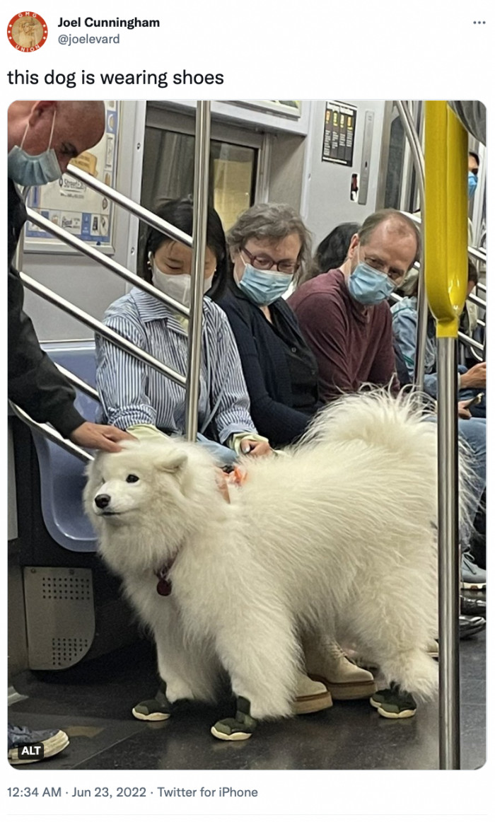 1. I love that you can tell everyone around this dog is enjoying its presence. This is so wholesome and just too adorable not to love.